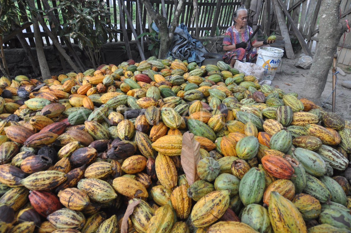 kopi coklat (cacao)