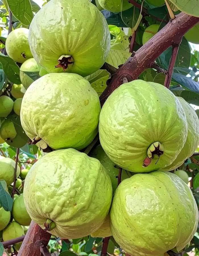 Jambu biji